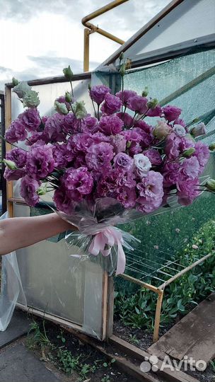 Эустома/Лизиантус