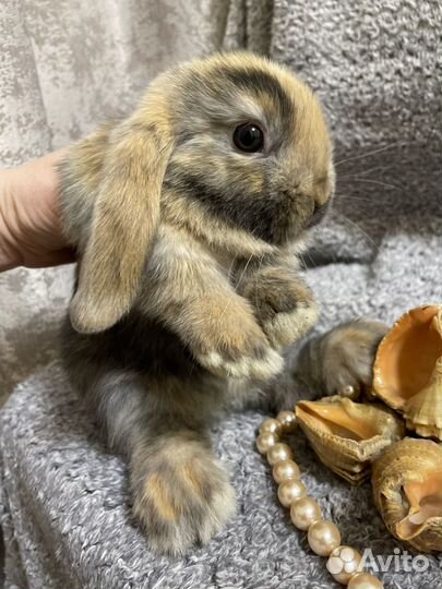 Декоративные кролики вислоухие