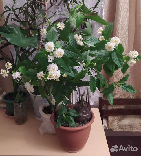 Лантана белая и оранжевая