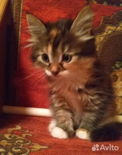 Маленькие пушистые котята 2 мес.в дар