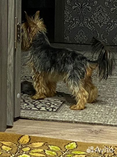 Йоркширский терьер