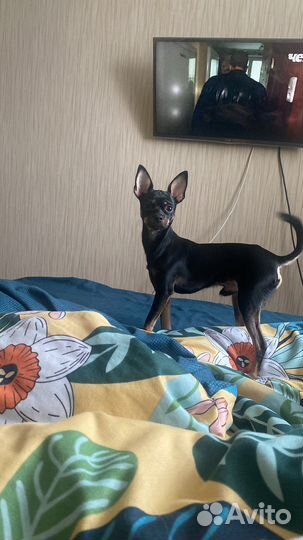 Вязка той-терьер