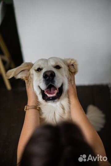 Собака на фотосессию