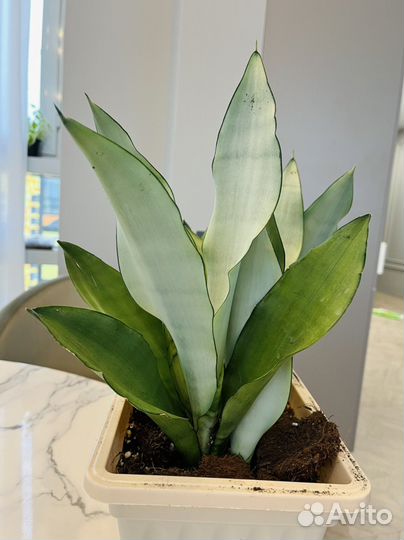 Сансевиерия муншайн, ханни голд, футура, лауренти