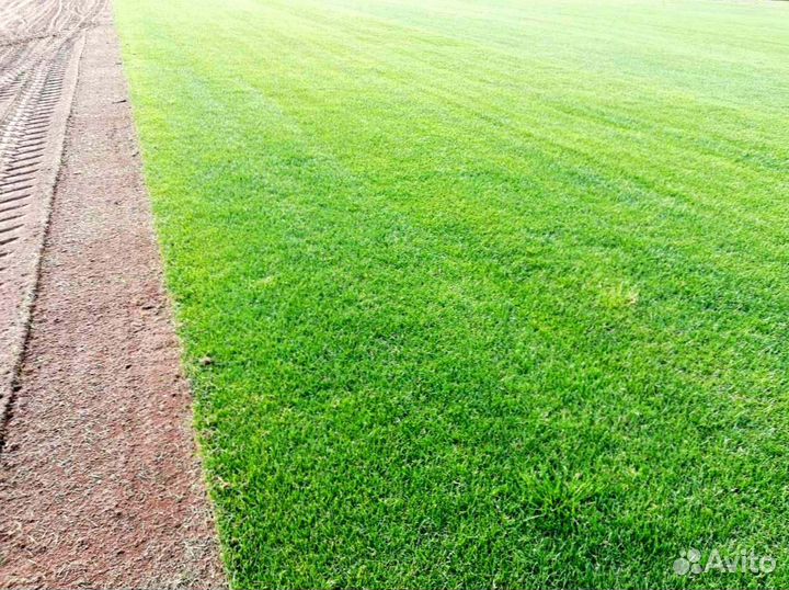 Газон дачный, от производителя в наличии