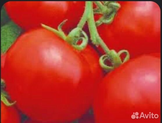 Семена томата Спиридон