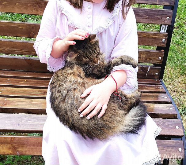 Кот ищет дом