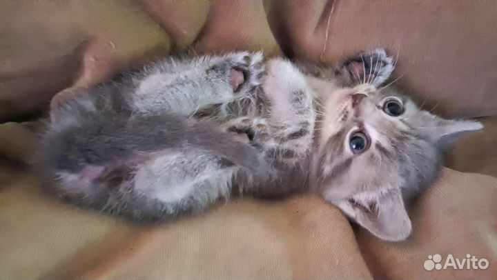 Котята в добрые руки бесплатно, девочки