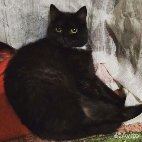 Кошечка Черри