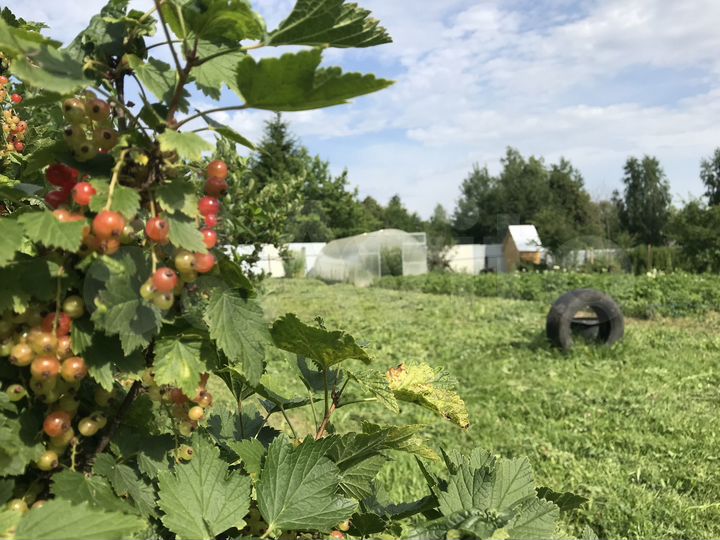 Участок 10 сот. (ИЖС)