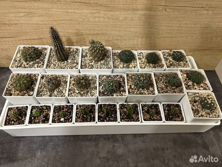 Кактусы и суккуленты, гимнакалициумы, астрафитумы