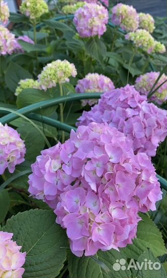 Бесконечное лето гортензия