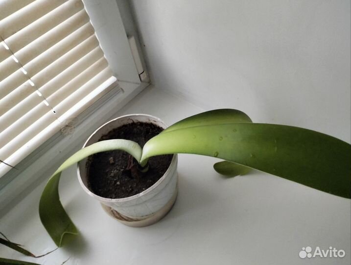 Гемантус белоцветковый