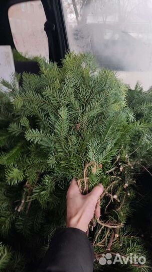 Пихтовые веники