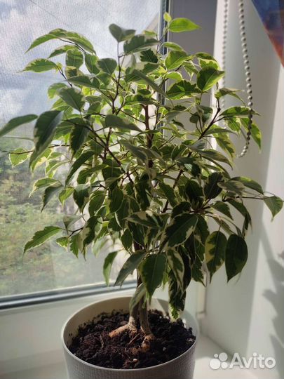 Сортовые фикусы