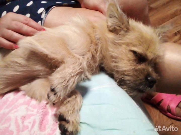 Керн терьер