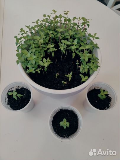 Рассада гуавы