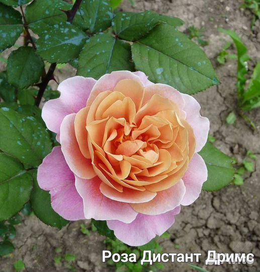 Саженцы роз