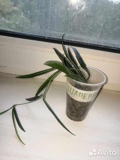 Хойя редкие сорта