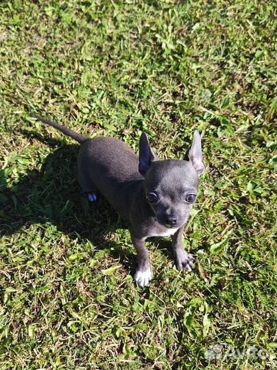 Щенки чихуахуа