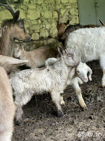 Тур козлатур