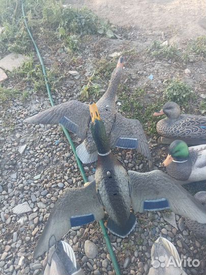 Чучела уток Кряквы Спорт пласт альфа