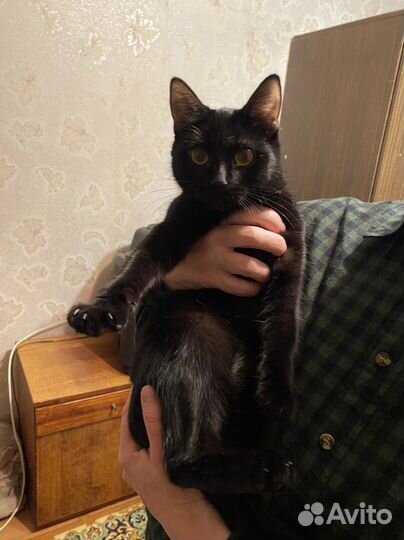 Отдам Кошечку