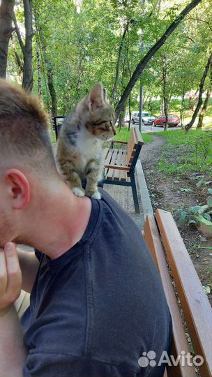 Котёнок кошка