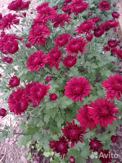 Хризантема