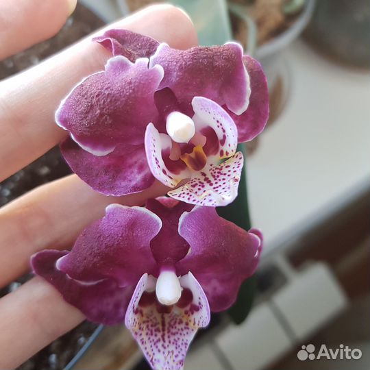 Орхидея фаленопсис