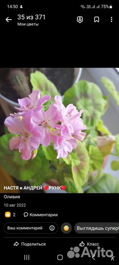 Пелларгонии сортовые