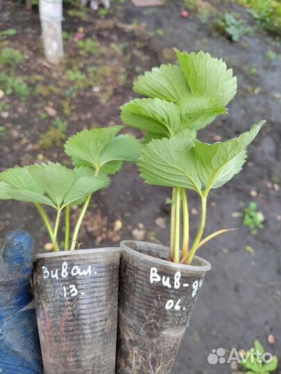 Рассада клубники