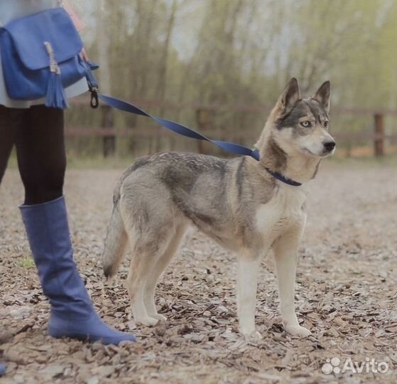 Лайка метис в добрые руки