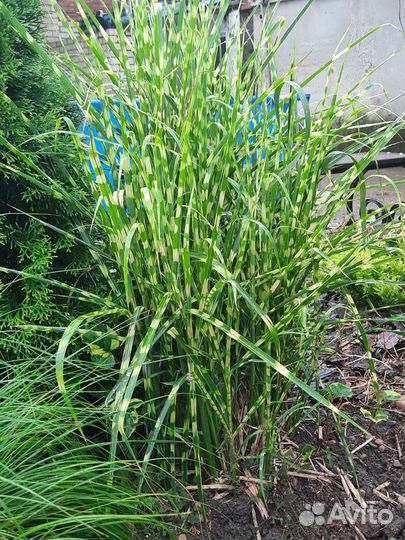 Растения для сада