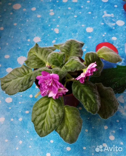 Фиалка рс-Вавилон с горшком