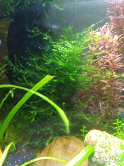 Яванский мох