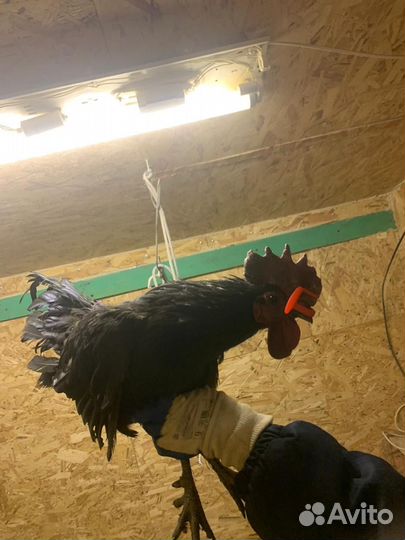 Черные петухи Ухейилюй