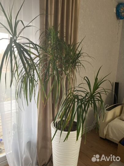 Драцена высота без горшка 1.2м