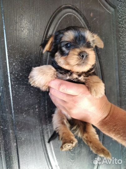 Йоркширский терьер