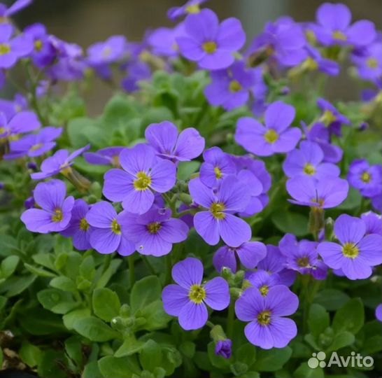 Обриета рассада