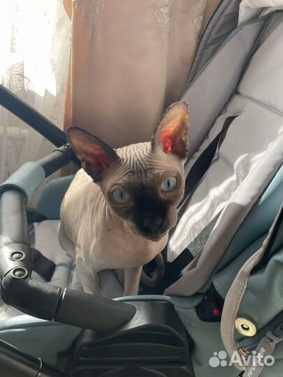 Канадский сфинкс