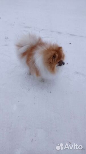 Немецкий шпиц вязка