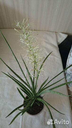 Сансевиерия парва