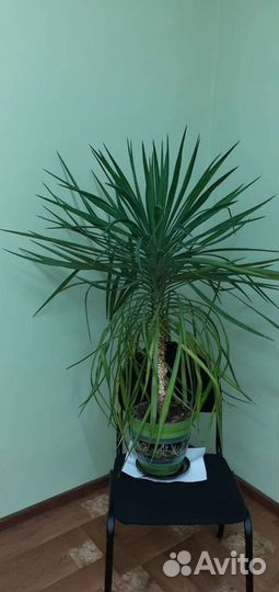 Пальма юкка