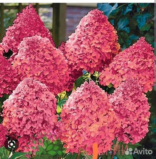 Гортензия метельчатая