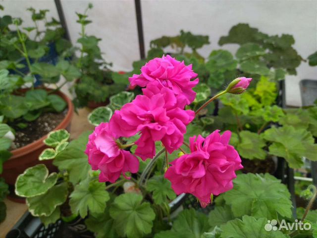 Пеларгония 