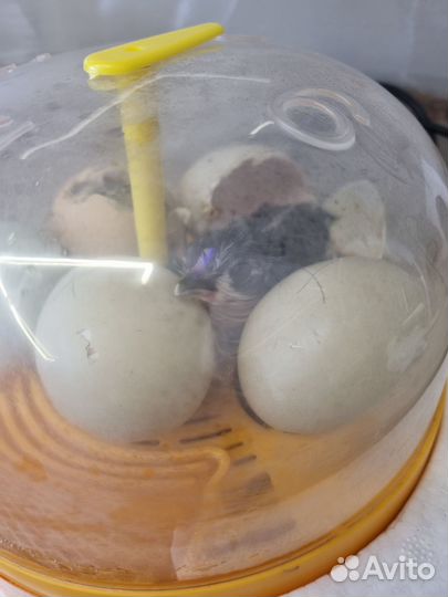 Инкубатор для яиц автоматический