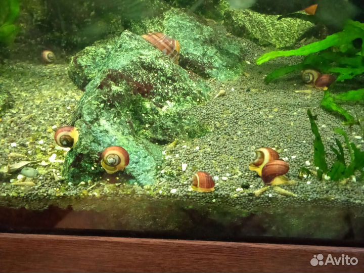 Креветки чери