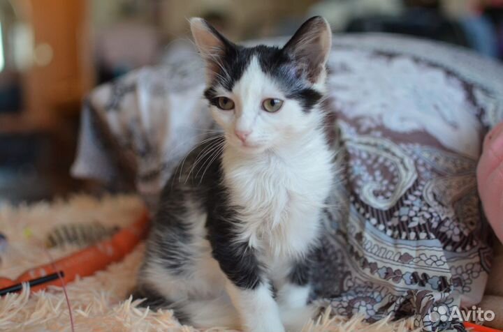 Красивый котенок, мальчик