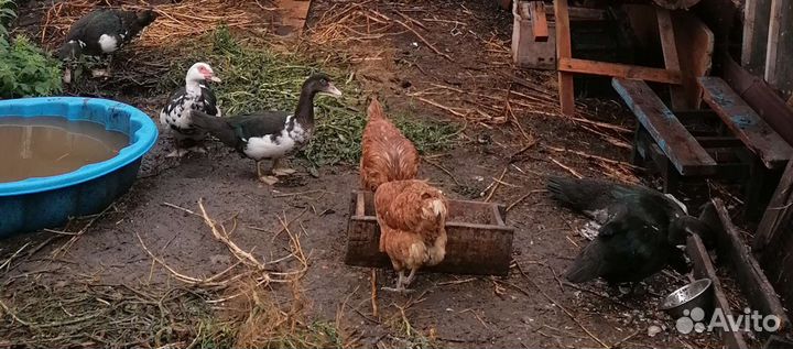 Селезень индоутки